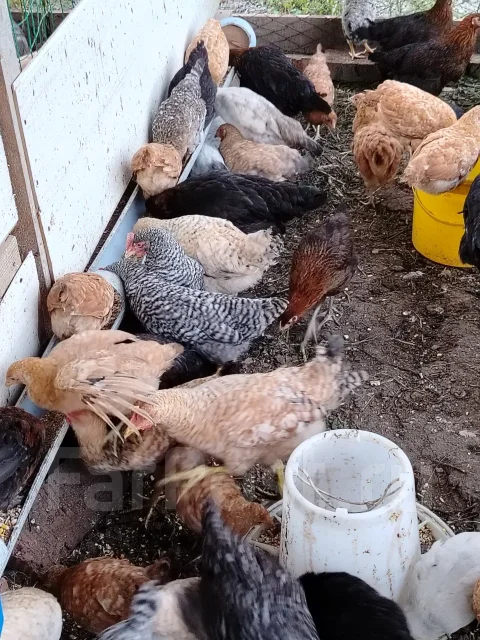����. ��� ����� �� ������������ ����