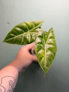 ��������. ����