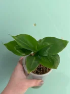 �����. ����