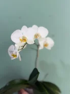 ����������. ����