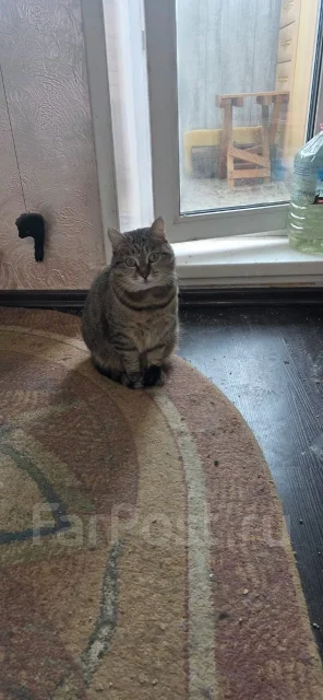 �����. ����