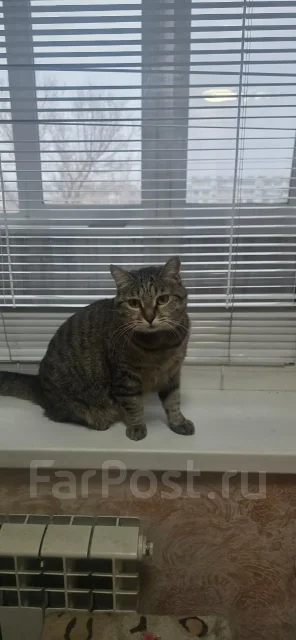 �����. ����
