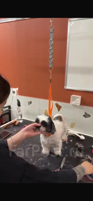 �������. ����