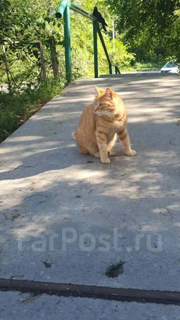 �����. ����
