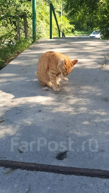 �����. ����