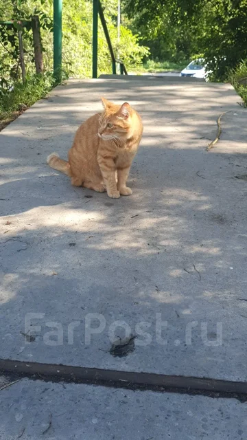�����. ����