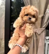 ��������. ����
