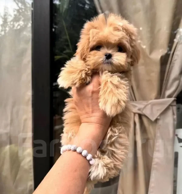 ��������. ����