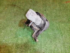 ����� ��������� (������� ���) Toyota bB 1230521030 NCP35 1NZ-FE, ������ 1230521030 ����
