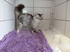������� ���� ��� ����