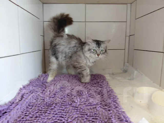 ������� ���� ��� ����