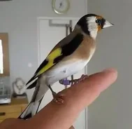 �����. ����