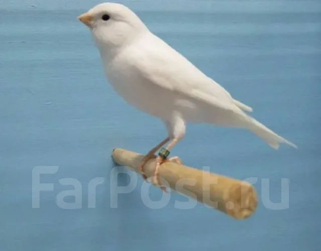 �����. ����