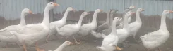 ����. ����