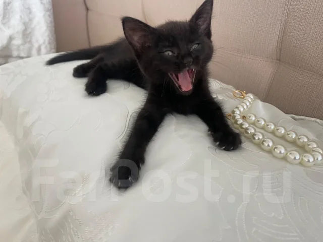 �����. ����