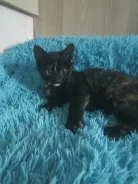 �����. ����
