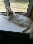 ����-���. ����