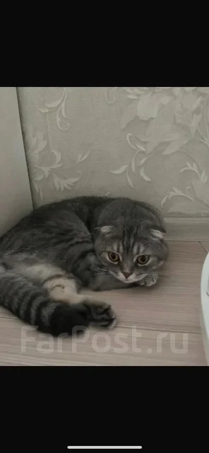 �����. ����