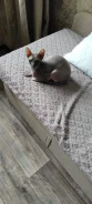 ����� �����. ����