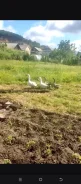 ����. ����