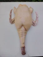 ����. ����