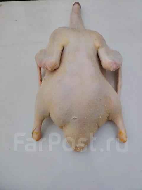����. ����