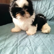 ��-���. ����
