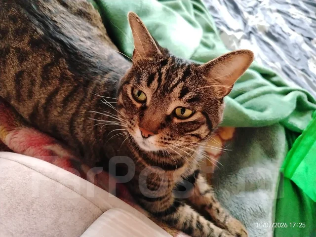 �����. ����