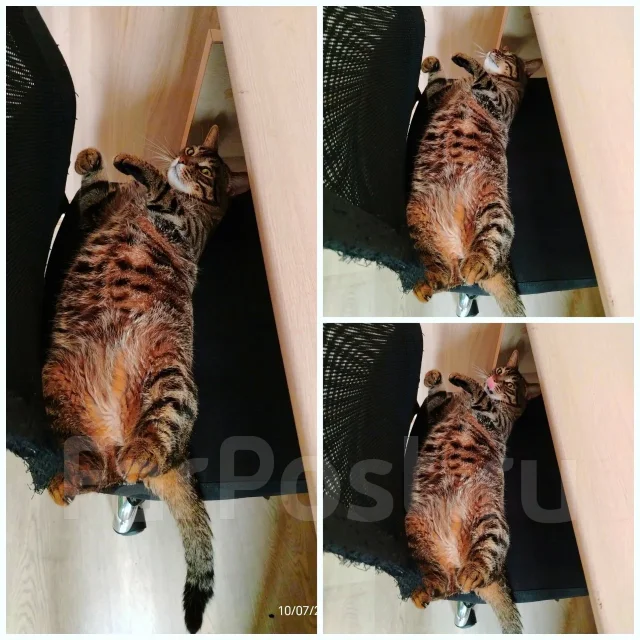 �����. ����