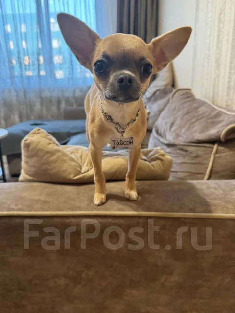 ��������. ����