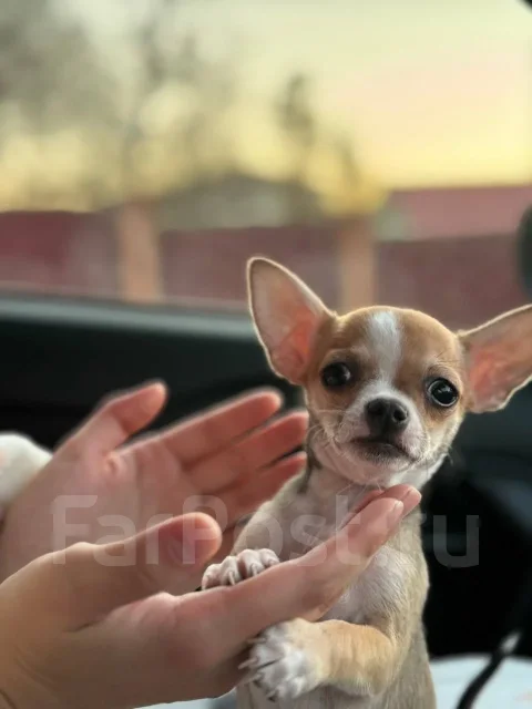 ��������. ����
