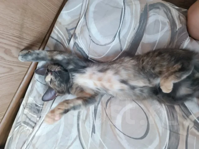 �����. ����