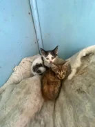 �����. ����