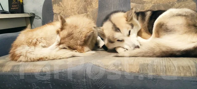 �����. ����