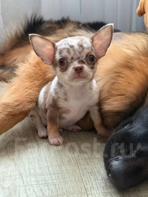 ��������. ����