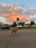 ����-���. ����