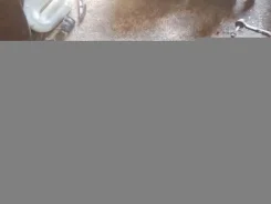 ������� ����� Renault Scenic 1 1998 [shuk-114889689] 7700840893 ����