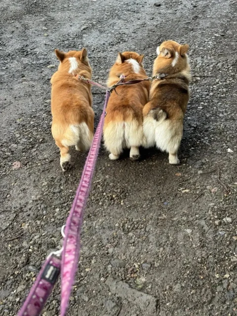 ���������� ��������. ����