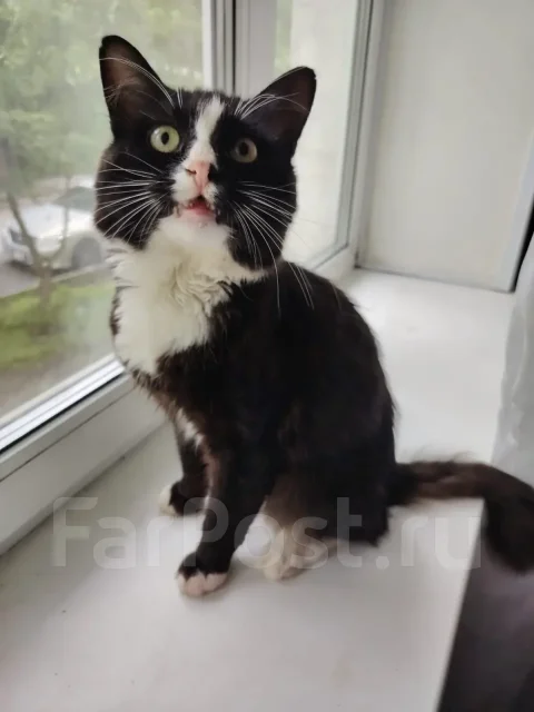 �����. ����