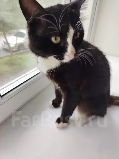 �����. ����