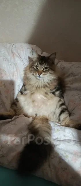 �����. ����
