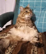 �����. ����