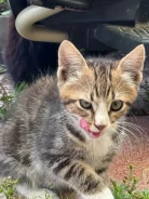 �����. ����