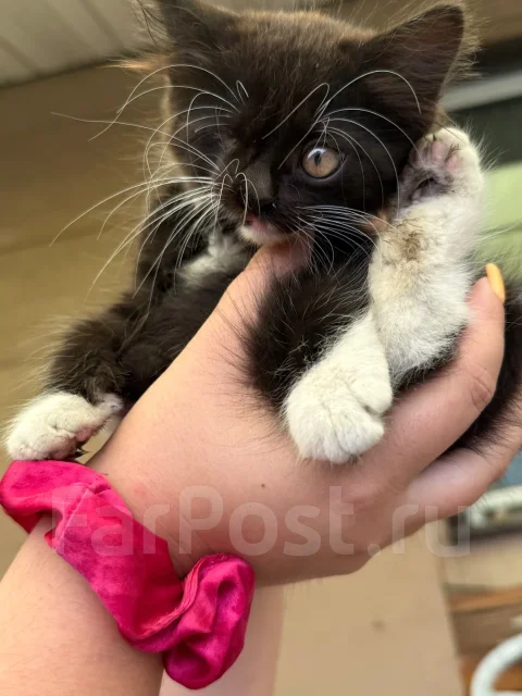 �����. ����