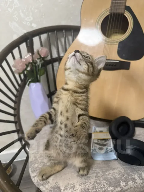 �����. ����