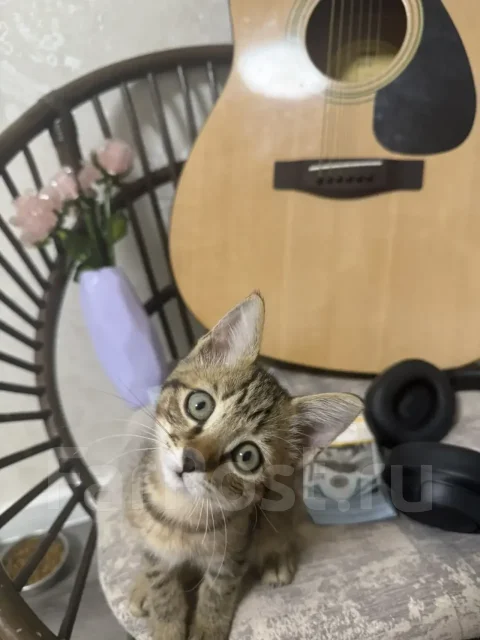 �����. ����