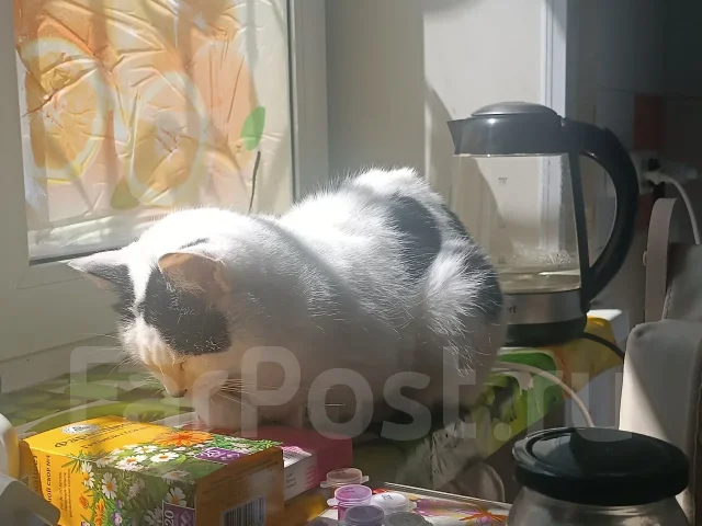 �����. ����