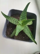 ����. ����