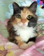 �����. ����