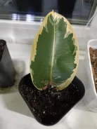 �����. ����